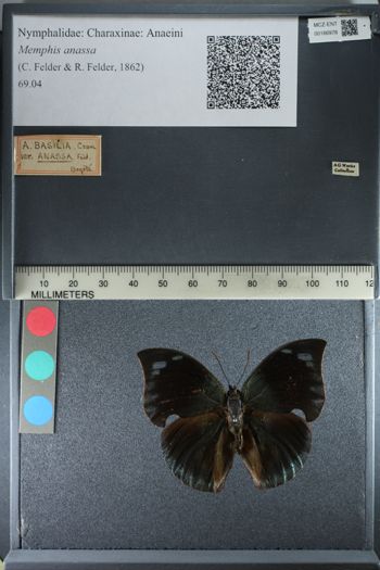 Media type: image;   Entomology 166978